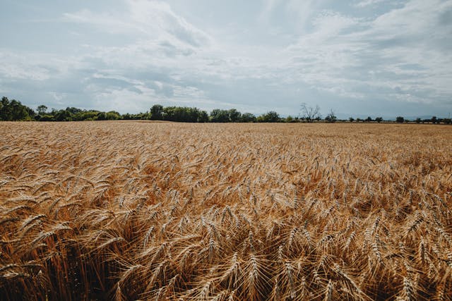 Champ de blé pour parler de la vie paysanne de nos ancêtres