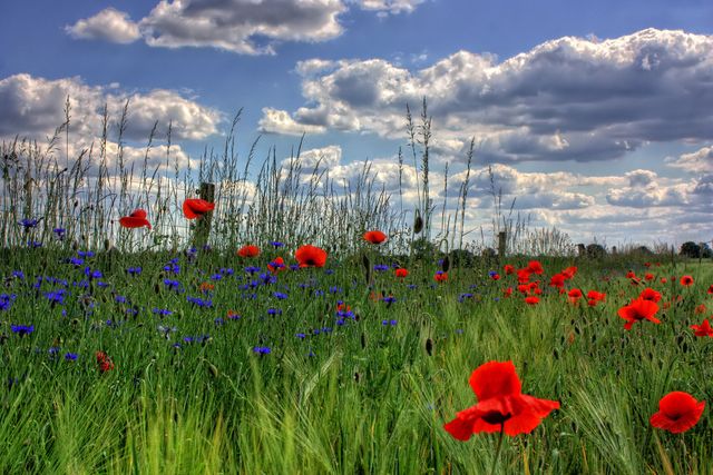Coquelicot du mois de juin pour parler des contenus consommés en juin pour ma généalogie