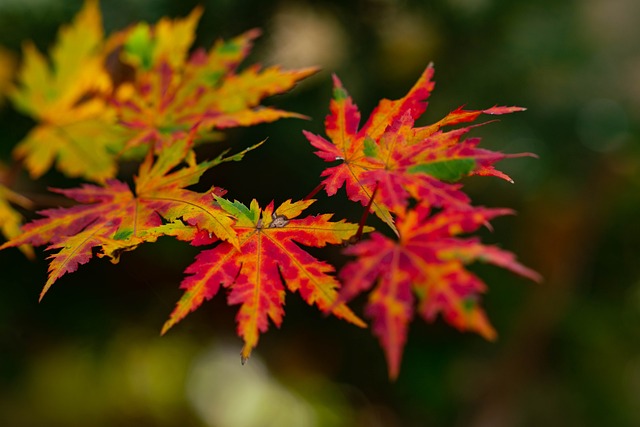 Feuille d'automne pour présenter les contenus consommés en septembre à propos de la généalogie et de l'histoire